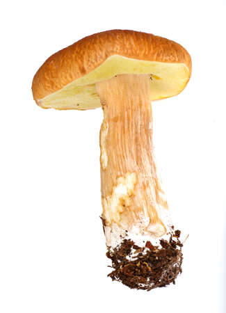 Mushroom Boletus Isolated on White Background Studio Photo