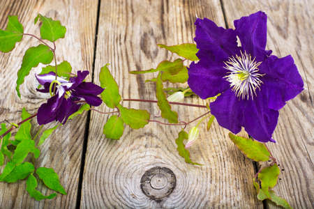 Purple Clematis Flower on Wooden Rustic Background Studio Photo