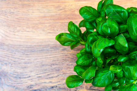 Fresh Green Basil Studio Photoの写真素材