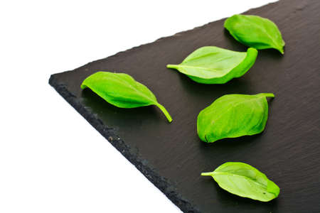 Fresh Green Basil on Black. Studio Photoの写真素材