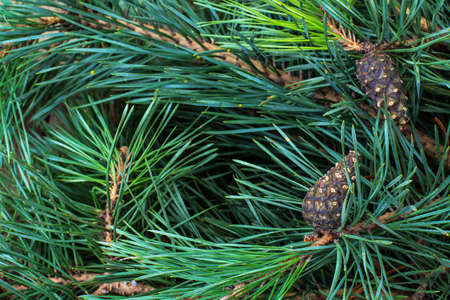 Pine branch with cones. Studio Photo