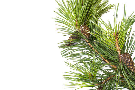 Pine branch with cones. Studio Photo