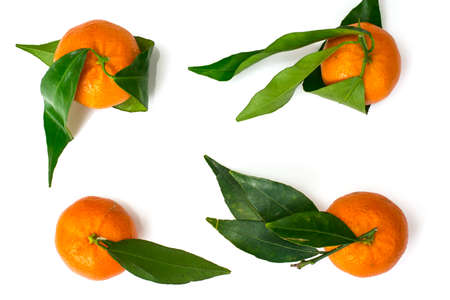 Mandarins on the branches on a white background. Studio Photoの写真素材