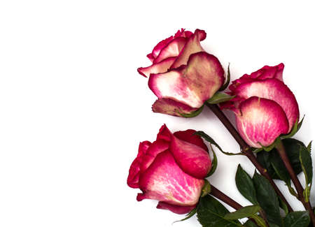 Roses on a white background. Studio Photoの写真素材
