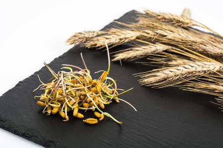 Young shoots sprouted grains of cerealsの写真素材