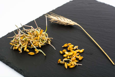 Young shoots sprouted grains of cerealsの写真素材