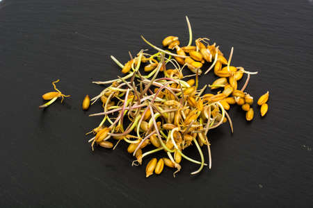 Young shoots sprouted grains of cerealsの写真素材