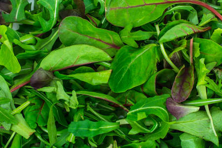Healthy eating of arugula, mitsuna, chard, red mustard in plastiの写真素材
