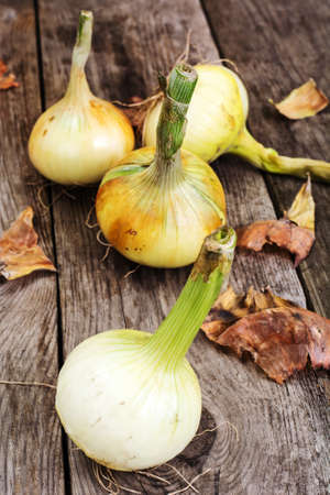 Bulbs of young onionsの写真素材