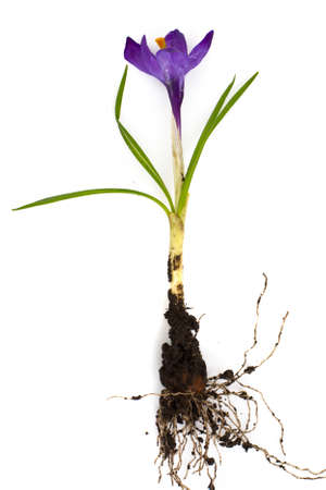 Crocuses first spring garden flowers. Studio Photoの写真素材