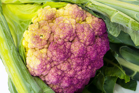 Cauliflower of violet colorの写真素材