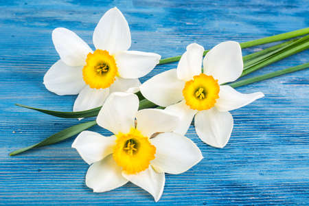 Several white daffodils on blue backgroundの写真素材