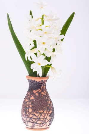 White fragrant hyacinth in vaseの写真素材