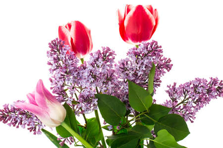 Bouquet of lilac and pink tulips on white background.  Studio Photoの写真素材