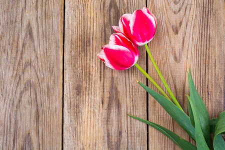 Red tulips with white border. Studio Photoの写真素材