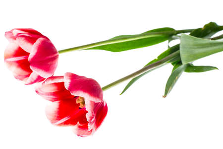 Red tulips with white border. Studio Photoの写真素材