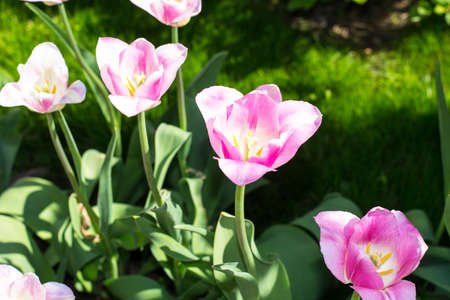 Multicolored tulips growing in the garden. Studio Photoの写真素材