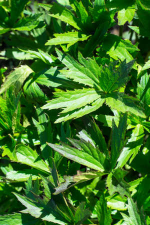 Background of green leaves of garden plants. Studio Photo