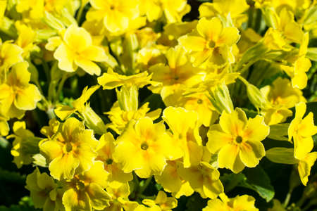 Background of yellow flowers primrose garden. Studio Photoの写真素材