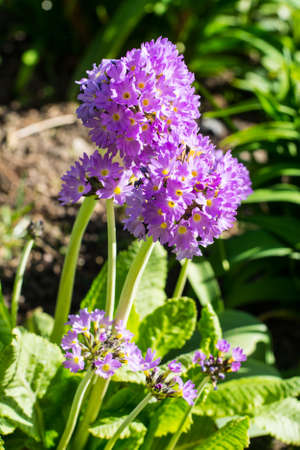 Garden flowers with lilac spherical inflorescences. Studio Photoの写真素材