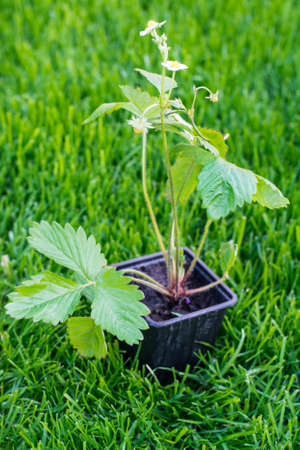 Seedlings of strawberry in plastic saucer. studio Photoの写真素材
