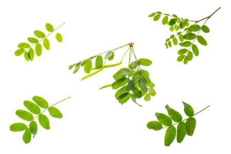 Small twig with green leaves isolated on white backgroundの写真素材