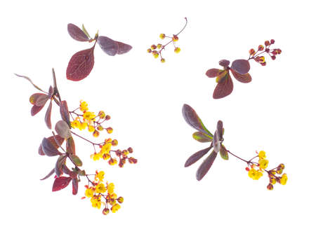 Flowering twigs of barberry red on whiteの写真素材
