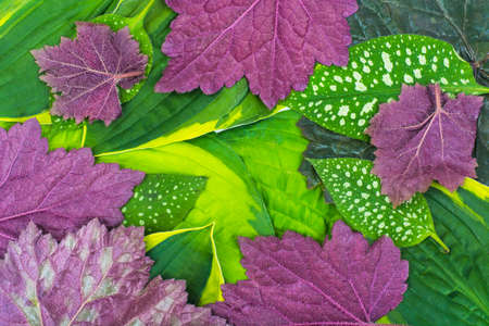 Creative model of green and purple leaves of garden plants, concept of summer. Studio Photo
