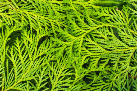 Texture of young twigs of thuja. Studio Photo