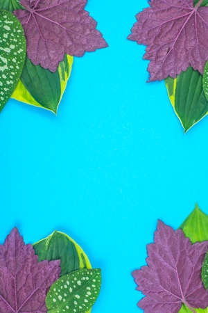Creative layout from leaves of different colors on blue background. Studio Photo