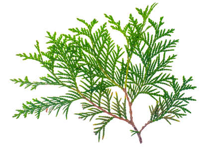Thuja branch isolated Isolated on white background. Studio Photo
