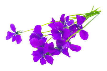 Bunch of bright purple flowers Isolated on white. Studio Photo