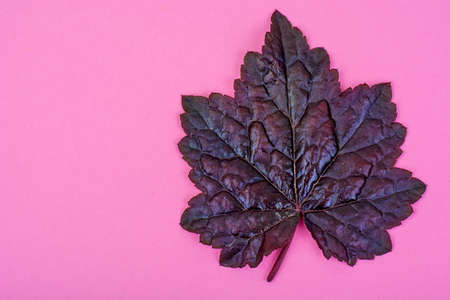 Purple leaves Heuchera on pastel pink background. Minimal nature summer concept. Studio  Photoの写真素材