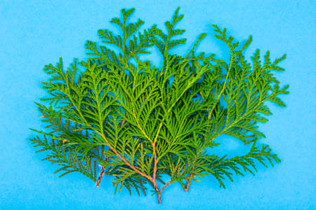 Green young twigs of coniferous tree on blue background. Studio Photoの写真素材