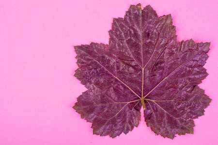 Purple leaves Heuchera on pastel pink background. Minimal nature summer concept. Studio  Photoの写真素材