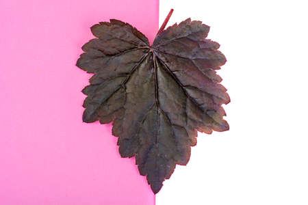 Purple leaves Heuchera on pastel pink background. Minimal nature summer concept. Studio  Photoの写真素材
