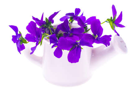 Isolated Garden design-bouquet of purple flowers in white watering can. Studio Photoの写真素材