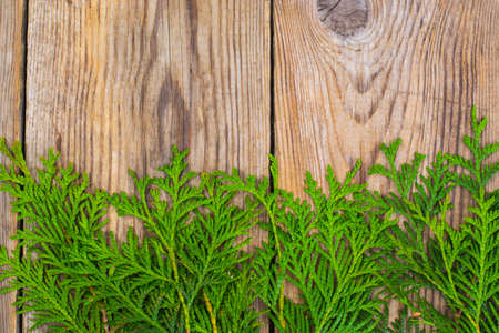 Abstract natural background from coniferous branches and flowers on a tree. Studio Photo