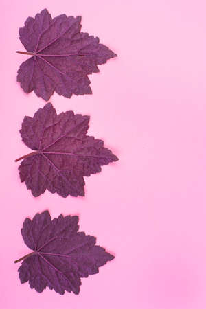Pattern of beautiful purple leaves on pink background. Studio Photoの写真素材
