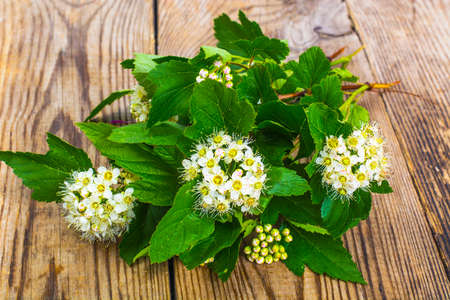 Branch with green leaves and white fluffy inflorescences. Studio Photo