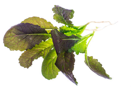 Green lettuce leaves Isolated on white background.の写真素材