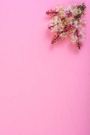 Creative layout made from flowers on background of colored paperの写真素材