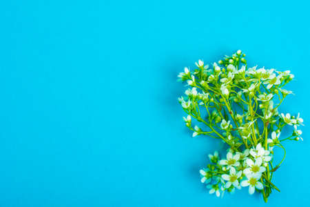 Creative layout made from flowers on background of colored paperの写真素材