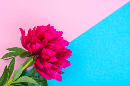 Red peony flower on pastel paper.の写真素材