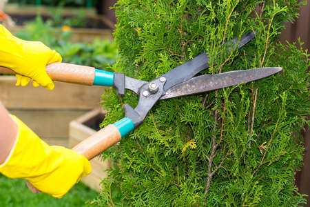 Landscape design. Hand with scissors, cutting of bushes