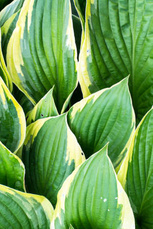 Creative model of green leaves of garden plants. The concept of nature. Studio Photo