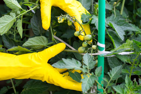 Hands tying tomatoesの写真素材