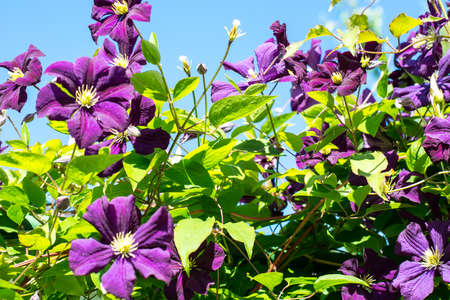 Purple clematis against the blue skyの写真素材