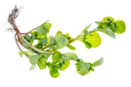 Portulaca fresh organic herbs from the gardenの写真素材
