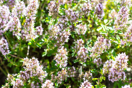 Floral background of thyme creepingの写真素材